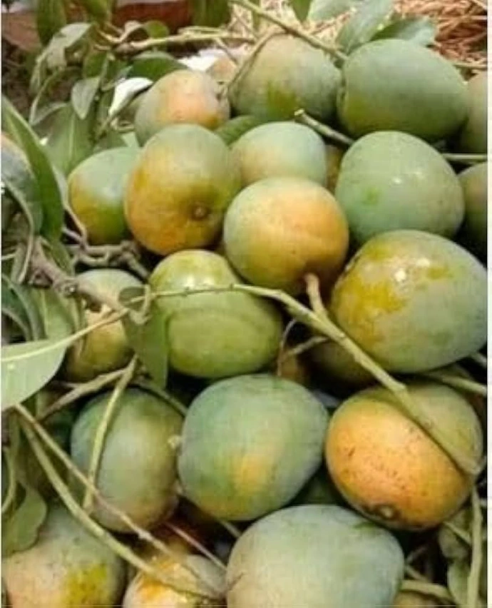 Himsagar Aam - 2 KG